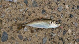 石川県能登小木港で春に釣れる魚