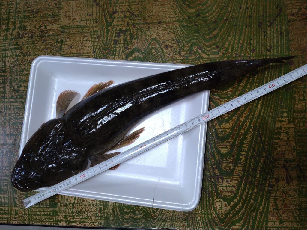 石川県能登小木港で45cmのマゴチが釣れました